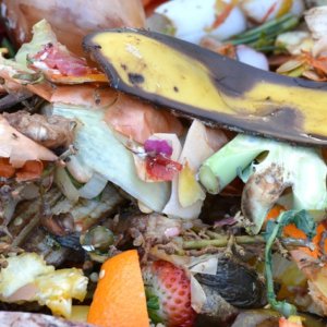 CAP/ Across the globe, one-third of all food produced for human consumption is lost or wasted. How can we tackle this massive environmental problem? One might argue: it starts with composting. — Courtesy photo.