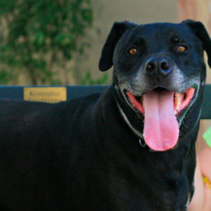 Meet Toby, Patrick, Kali and Tex, this week’s San Gabriel Valley pets of the week