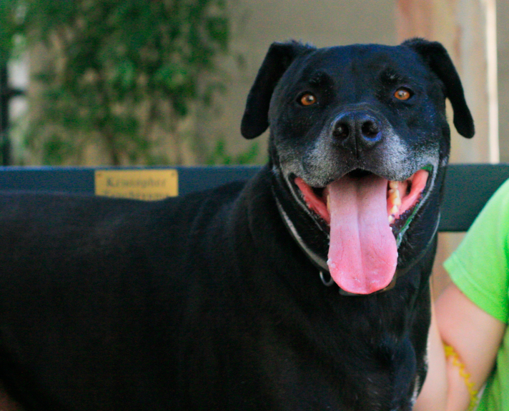 Meet Toby, Patrick, Kali and Tex, this week’s San Gabriel Valley pets of the week