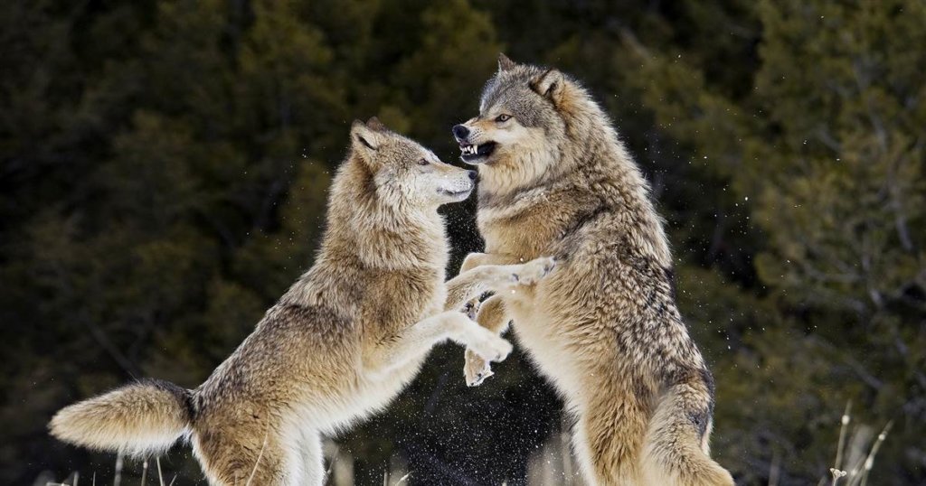 Trump officials end gray wolf protections across most of U.S.