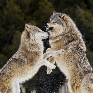 Trump officials end gray wolf protections across most of U.S.