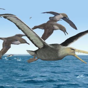 Scientists Reveal What May Be the Largest Flying Bird Ever