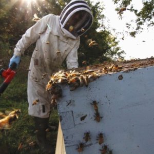 ‘Crazy’ beekeepers determined to make it in tough times