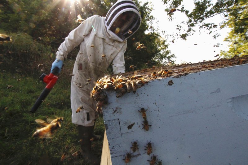 ‘Crazy’ beekeepers determined to make it in tough times