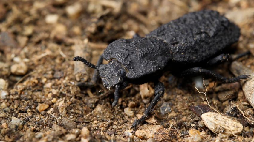 Can't Crush This: Tough Beetle That Can Survive Camry Rolling Over Shell Gives Scientists New Ideas