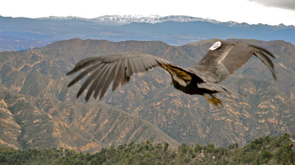 In California: Condors are feared lost in wildfires. Newsom's plan to conserve 30% of land