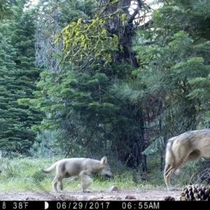 Gray wolf likely to lose federal protection, raising doubt about storied predator’s future