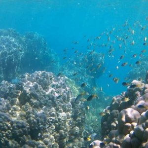 Applying environmental genomics to coral conservation