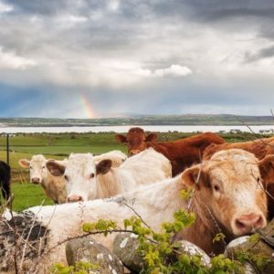 Earth-friendly beef: How sustainable grazing practices can protect soil, water, and biodiversity