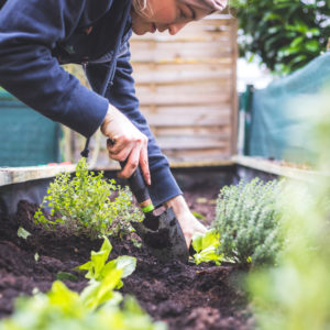 In California, Michigan and New York, how urban agriculture combats food insecurity