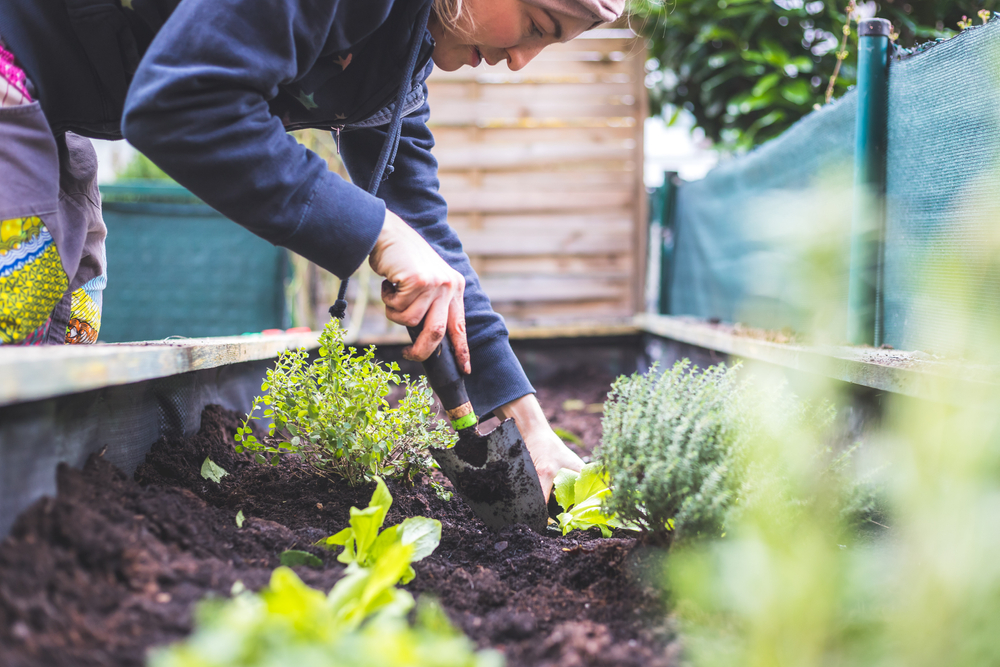 In California, Michigan and New York, how urban agriculture combats food insecurity