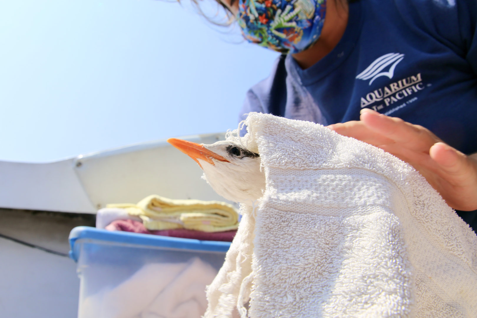 Aquarium of the Pacific tern chicks