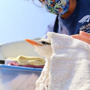 Aquarium of the Pacific tern chicks