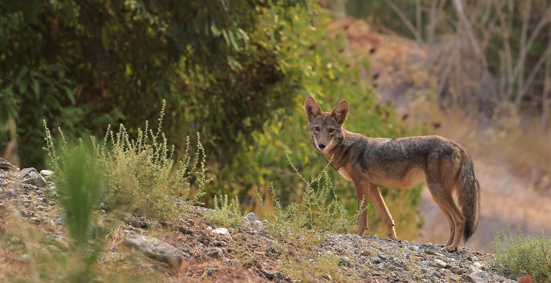 Coyote