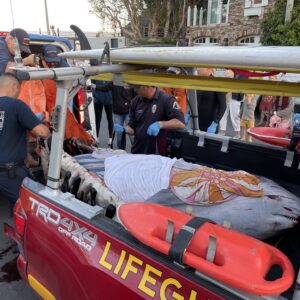 pygmy sperm whale rescue