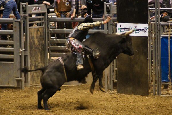 rodeo, rodeos, bull riding