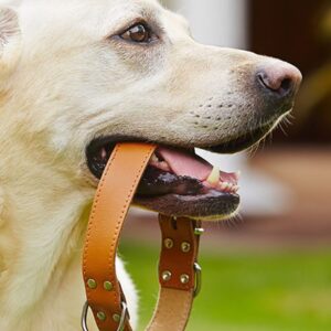 dog, collar, lab mix, yellow