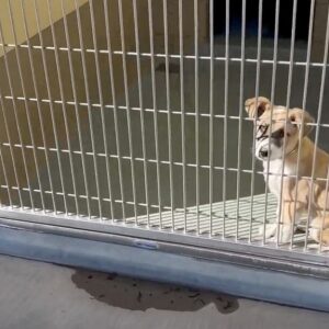 puppy, kennel