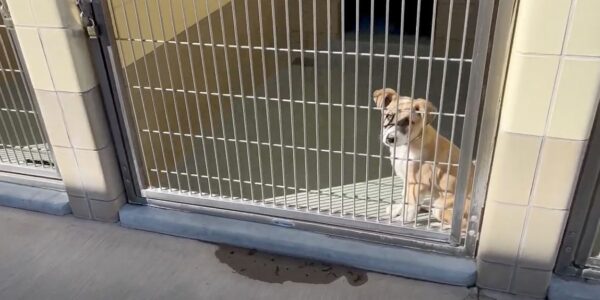 puppy, kennel