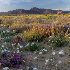 Wildflowers bloom in early spring in the proposed Chuckwalla National Monument.