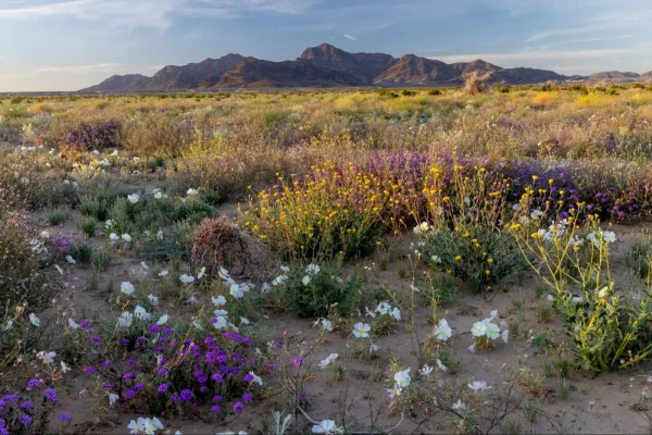 Wildflowers bloom in early spring in the proposed Chuckwalla National Monument.